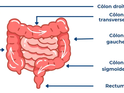 Schéma du colon avec légendes