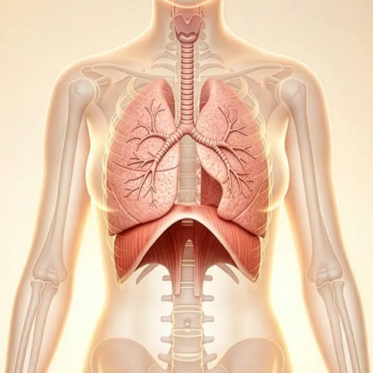 Visuel du thorax humain avec les organes : poumons, etc.