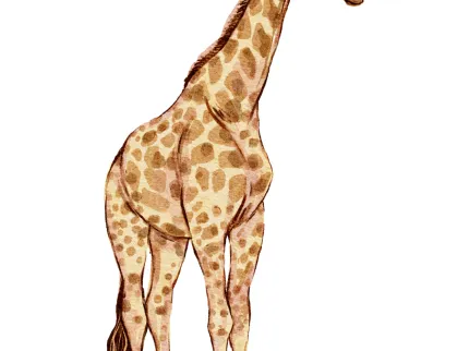 Dessin d'une girafe