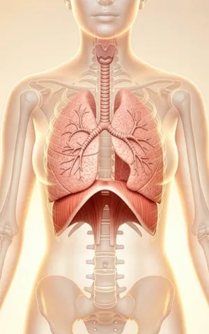Visuel du thorax humain avec les organes : poumons, etc.