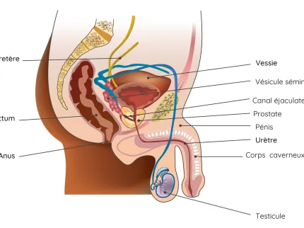 Cancer de la prostate : schéma des organes avec légendes
