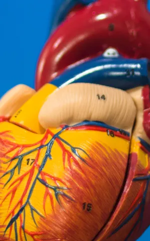 Cardiologie et maladies vasculaires - ILLUSTRATION