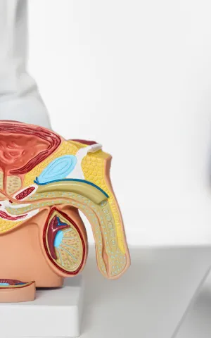 Chirurgie Urologique -  ILLUSTRATION