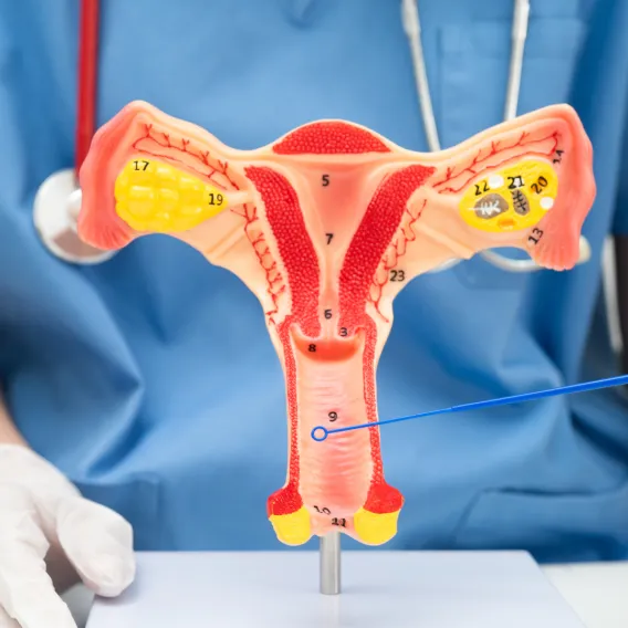 Gynécologie - ILLUSTRATION 1