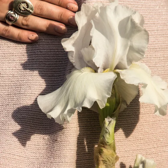 Gynécologie - ILLUSTRATION 3