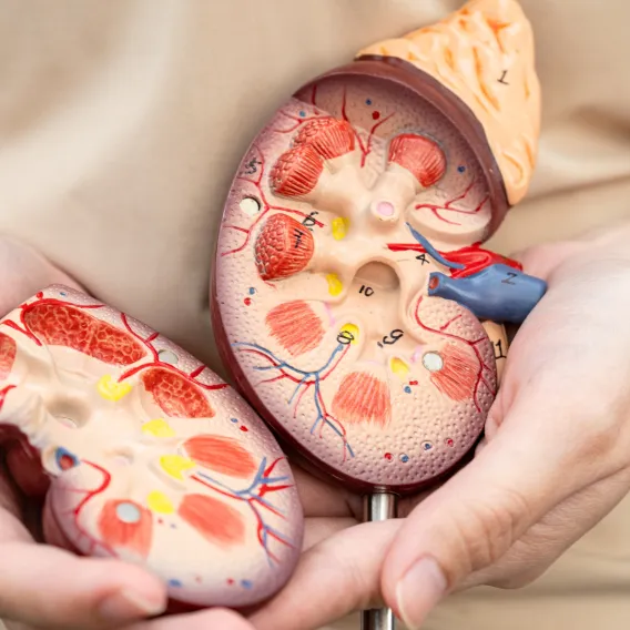 Médecine physique – Exploration urodynamique - ILLSUTRATION