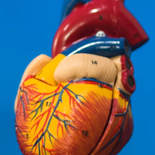 Cardiologie et maladies vasculaires - ILLUSTRATION