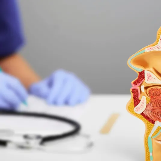 Le nez et les sinus - ILLUSTRATION