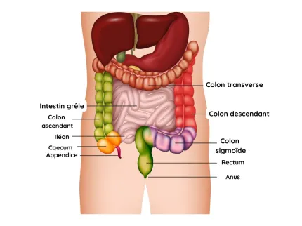 Anatomie du côlon
