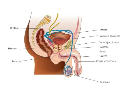 Cancer de la prostate - Système reproductif masculin