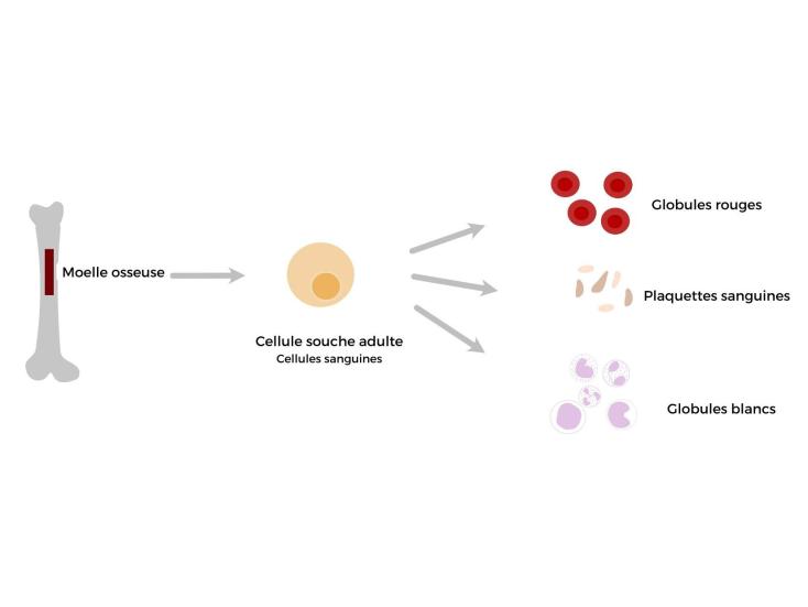 Cancer du sang : schéma système sanguin