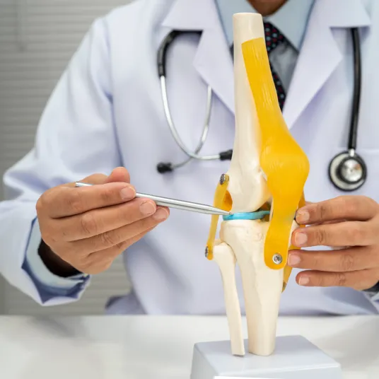 Rhumatologue manipule une maquette d'articulation