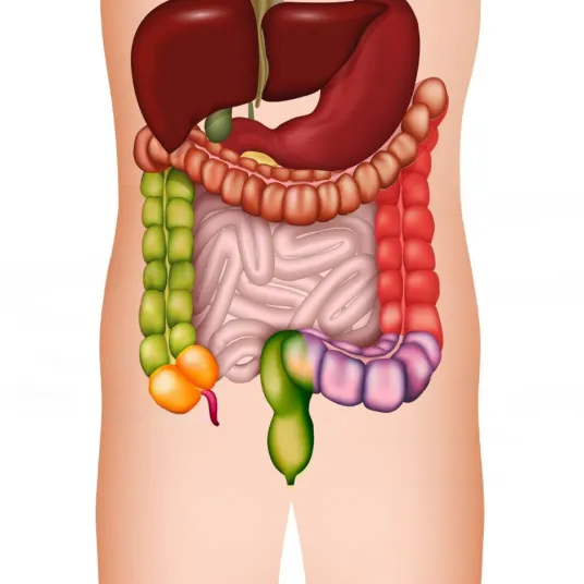 cancer colorectal : schéma organes